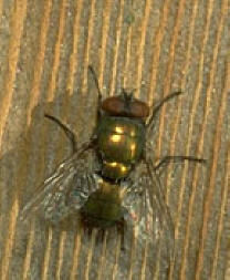 Adult blowfly