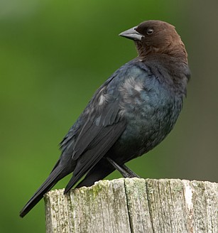 Brown headed cowbird male