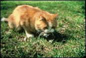 Cats must be kept indoors away from nest boxes