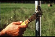 Greasing the pole can work in the short term