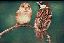 Female and male house sparrows