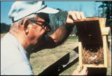 Monitoring is critical to solving problems with bluebird nesting