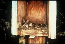 Mice often nest in boxes in winter