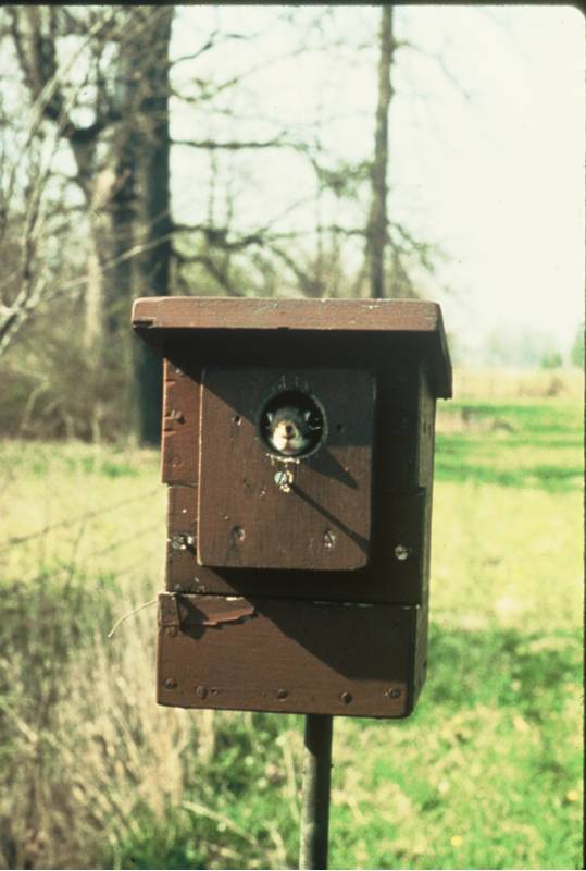 Keep nest boxes away from woods