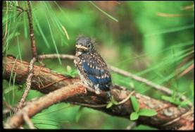 Fledgling in tree right after leaving nest.