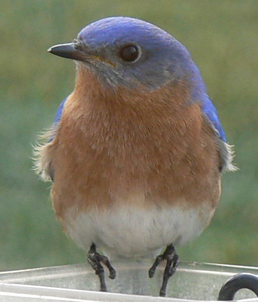 Male eastern bluebird