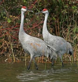 cranepicture