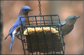 Bluebirds feeding on suet