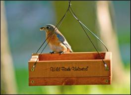 Tray feeders are good for bluebirds