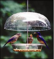 Male bluebird feeding fledglings