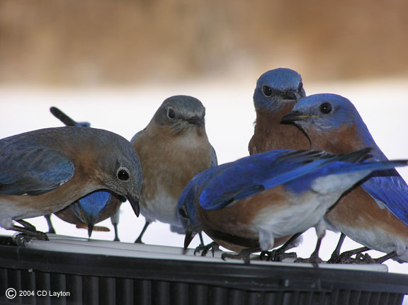 Bluebird flock feeding