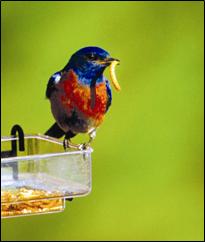 Male bluebird with mealworm