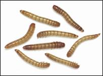 mealworms