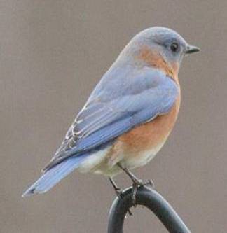 female bluebird - cropped.jpg