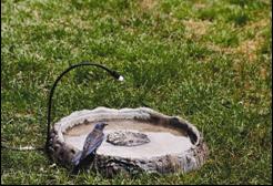 Ground bath for bluebirds