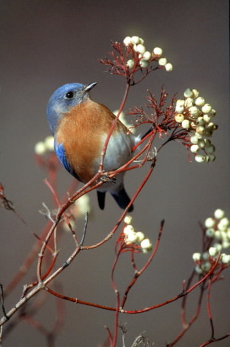 Bluebird in Cottoneaster bush