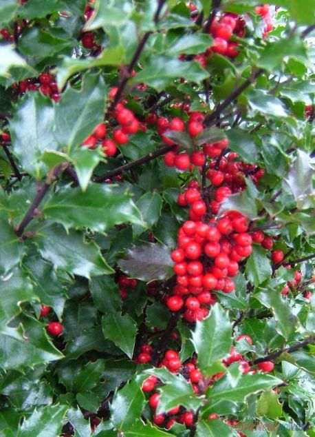 Bluebirds like holly berries