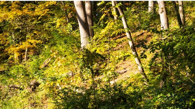 Woldumar Nature Center