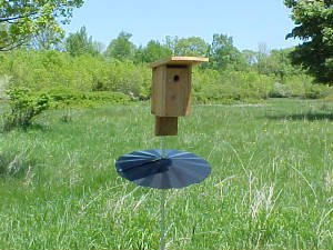 Metal baffles are best just below the nest box